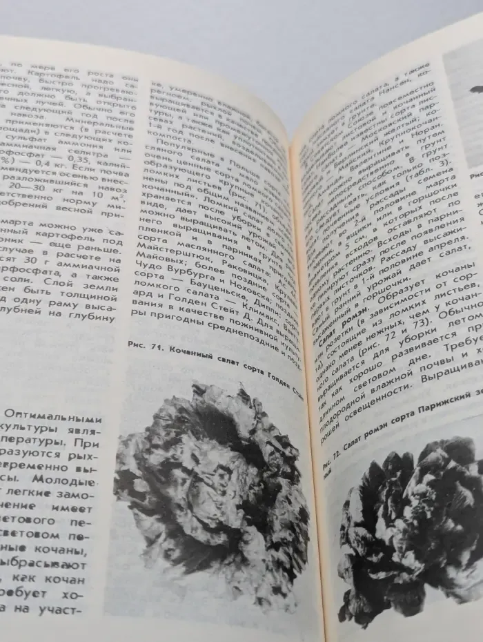 Год на садовом участке