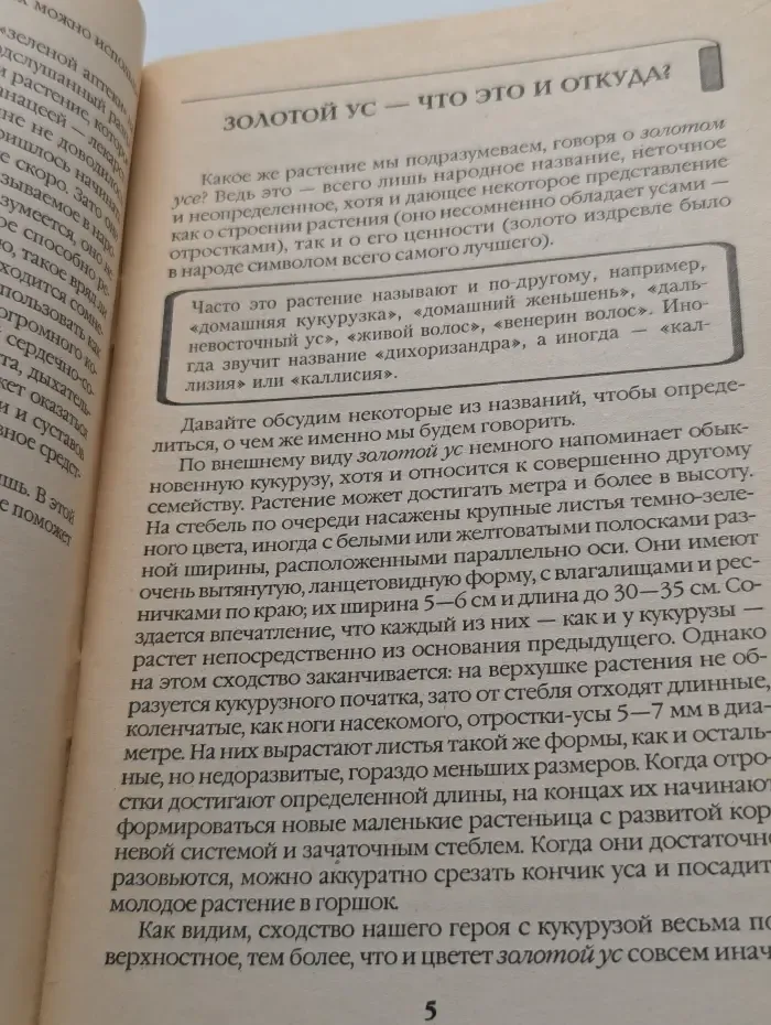 Золотой ус - здоровье в вашем доме