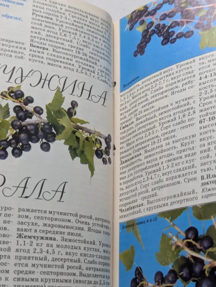 Приусадебное хозяйство. Выпуск № 4/1998