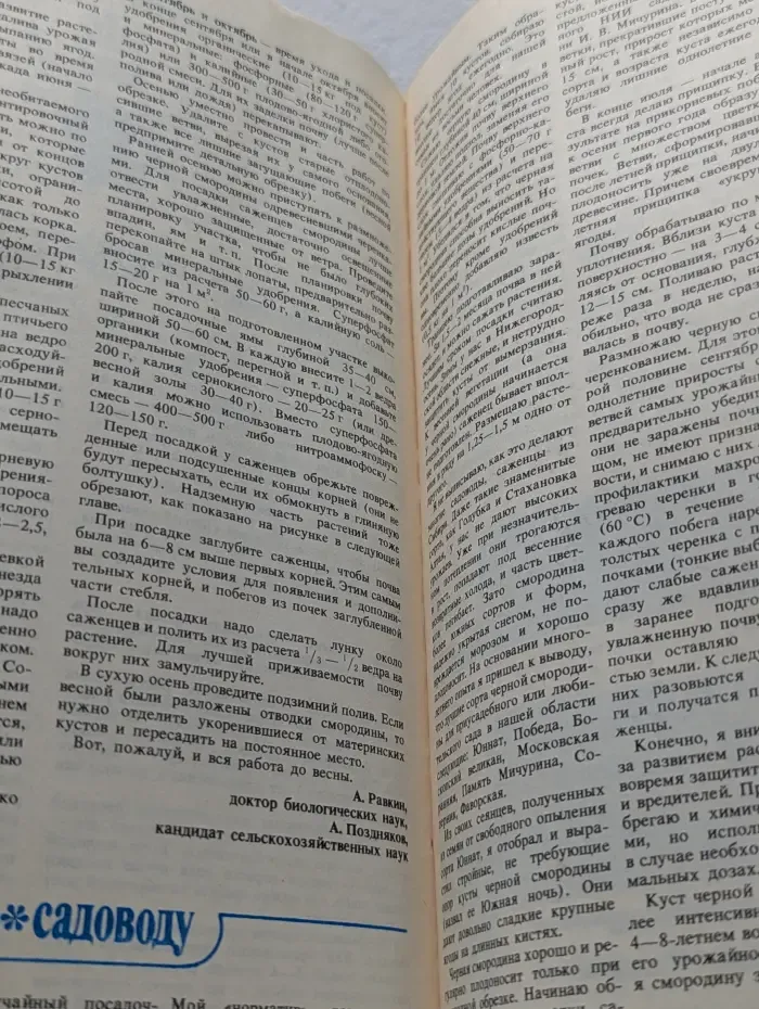 Приусадебное хозяйство. Старожил русского сада