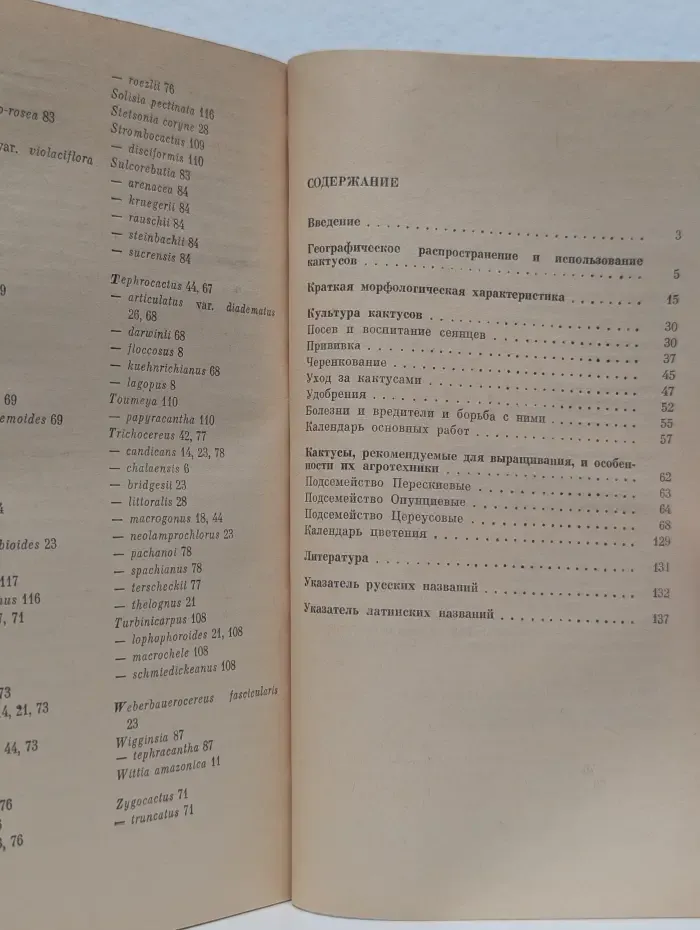 В мире кактусов
