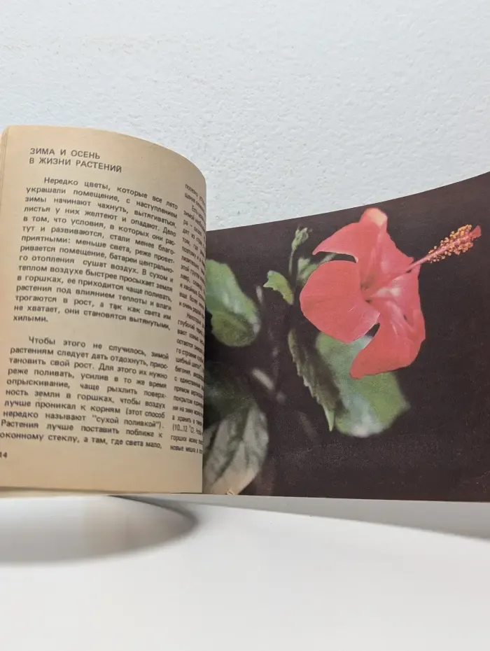 Цветы в интерьере