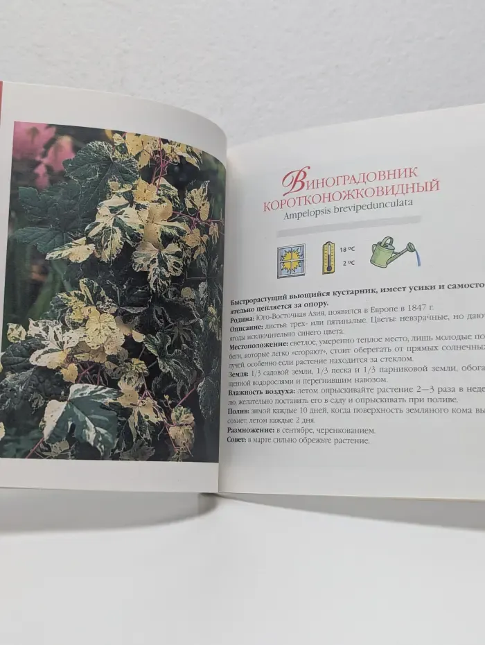 Комнатные лианы. Комнатное цветоводство
