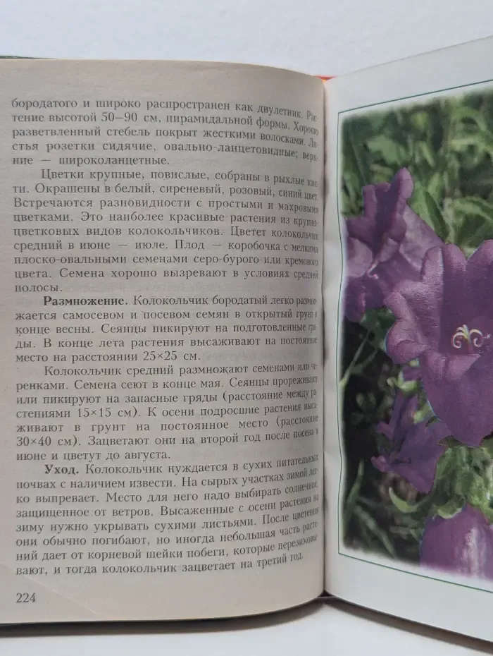 Цветы в саду