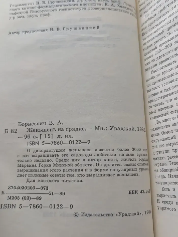 Женьшень на грядке