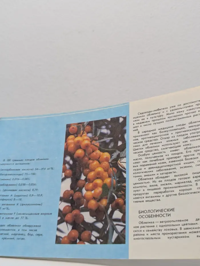 Облепиха