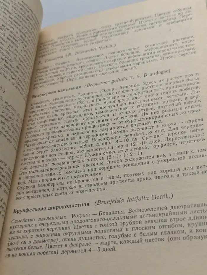 Комнатные цветочные растения»