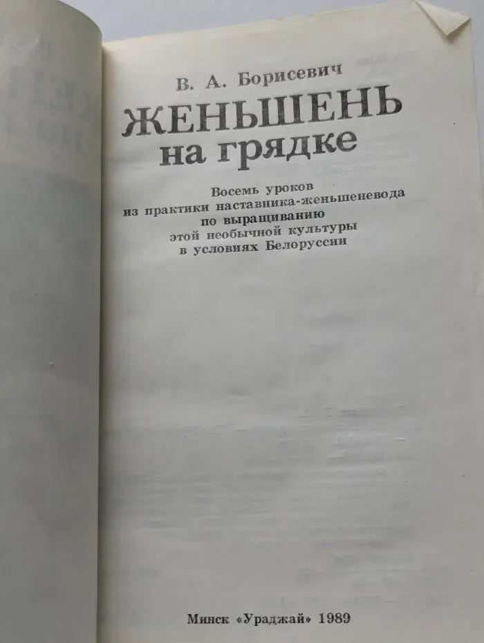 Женьшень на грядке