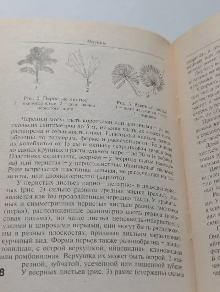 Пальмы