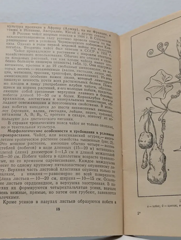 Новые овощные растения