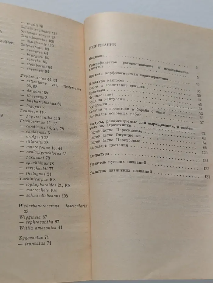 В мире кактусов