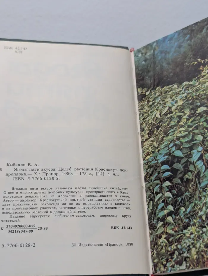 Ягоды пяти вкусов. Целебные растения Краснокутского дендропарка
