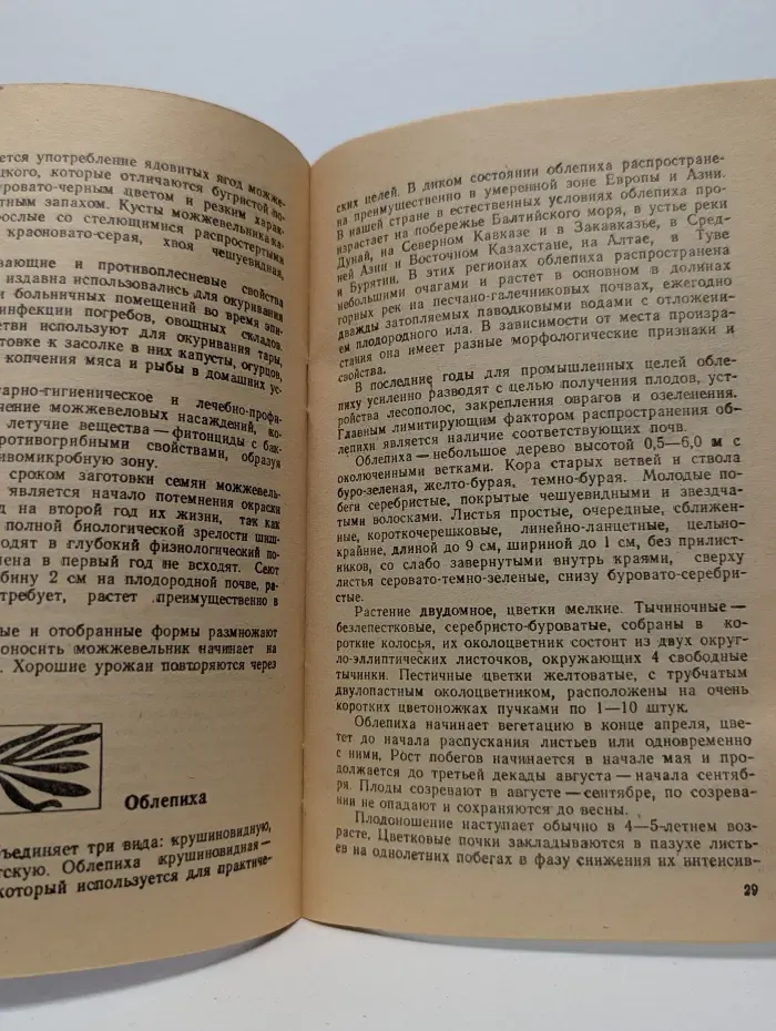 Витаминные растения в любительском садоводстве