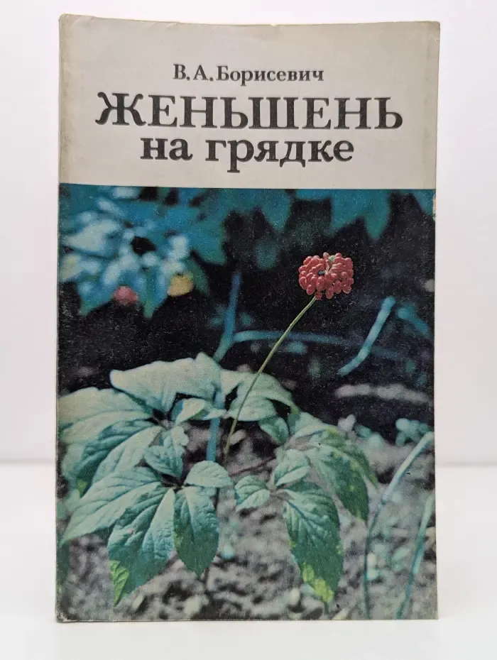 Женьшень на грядке