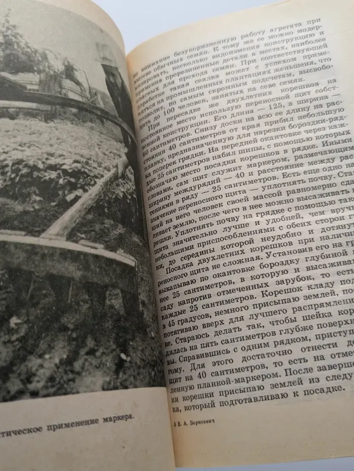 Женьшень на грядке