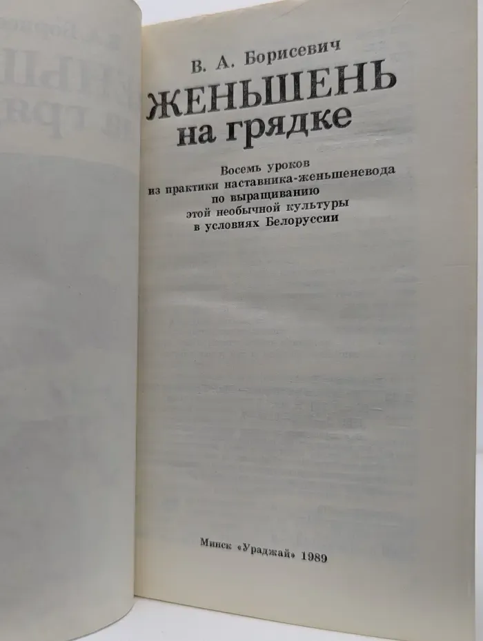 Женьшень на грядке