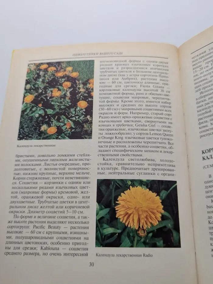 Однолетники вашего сада