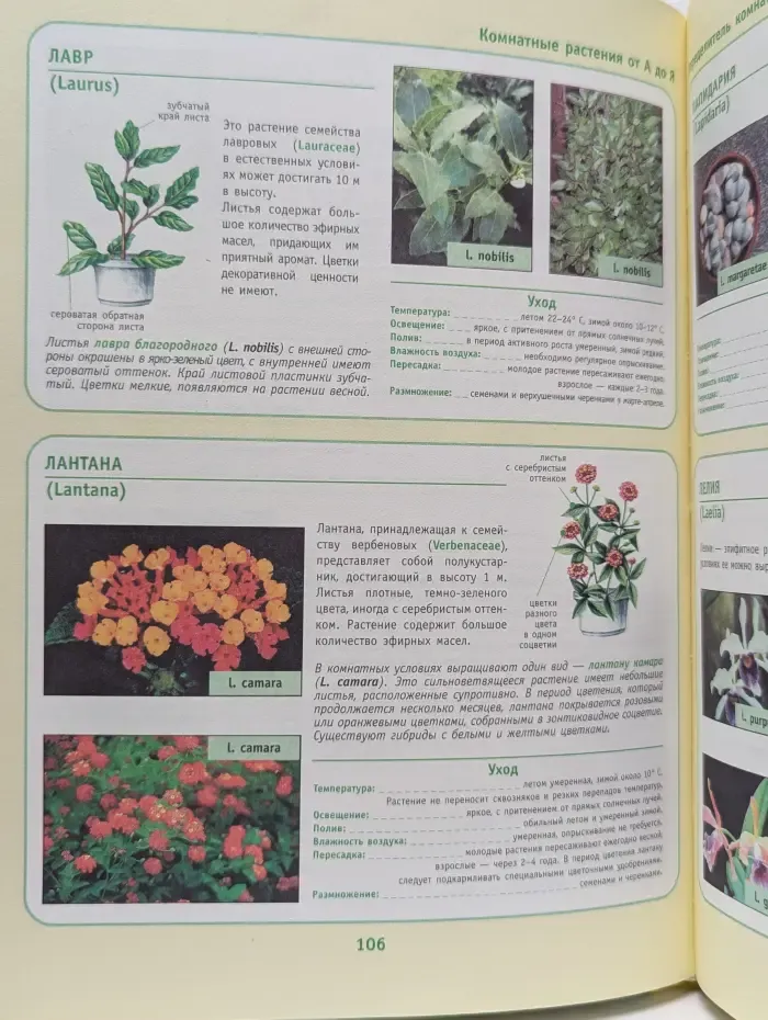 Комнатные растения от А до Я