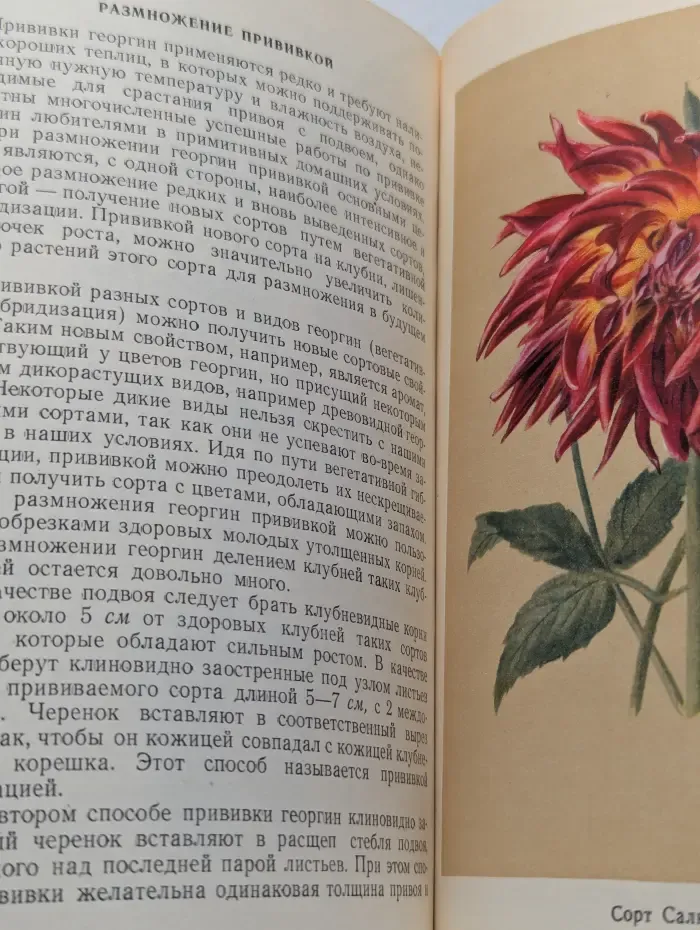 Георгины