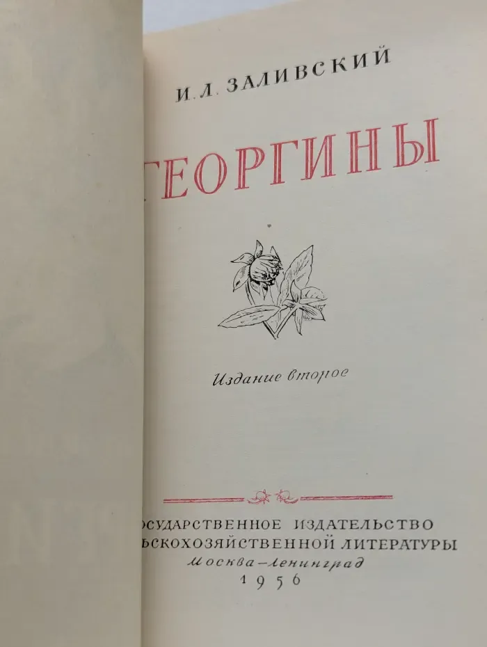Георгины