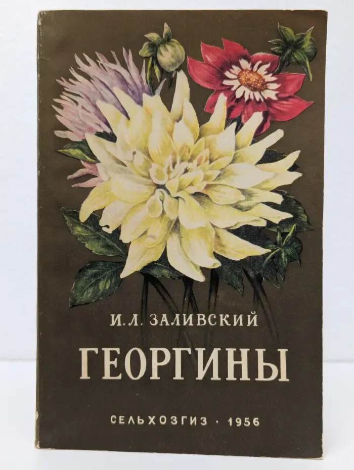 Георгины
