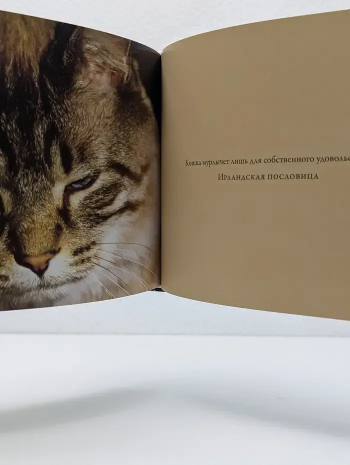 Кошки. Красивые и независимые