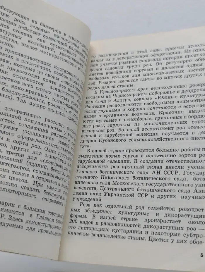 Розы на Кубани