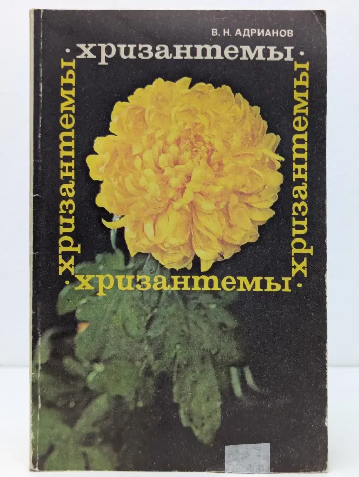 Хризантемы