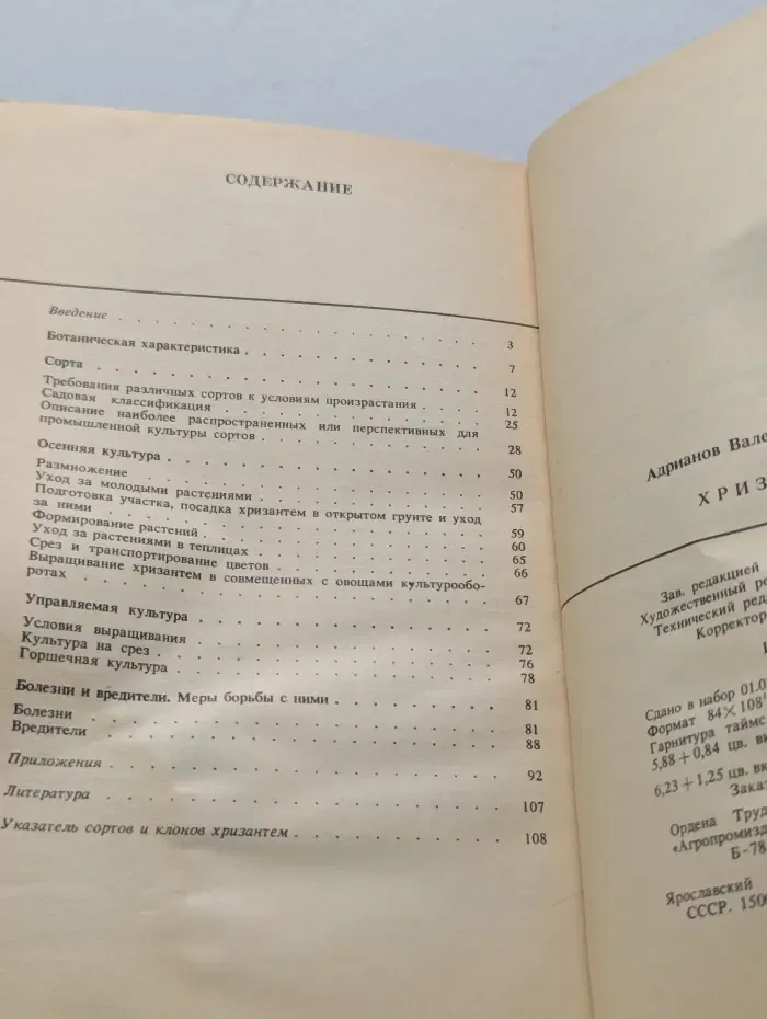 Хризантемы