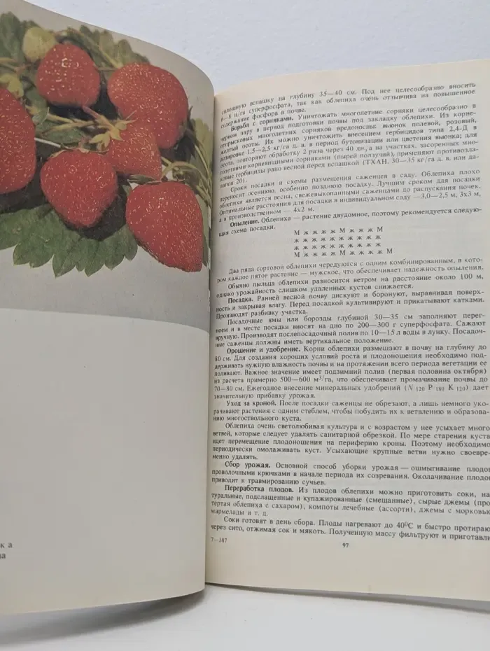 Сад и ягодник