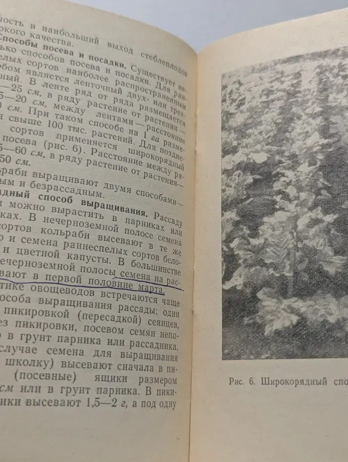 Библиотека овощевода. Кольраби