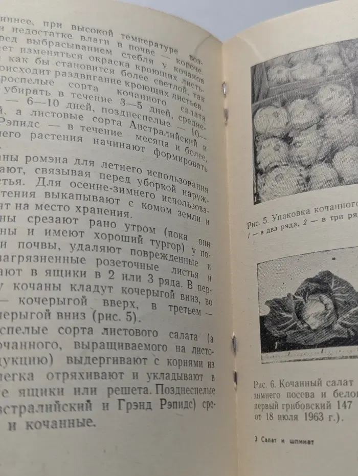 Салат и шпинат