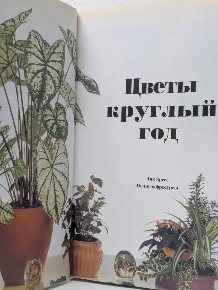 Цветы круглый год