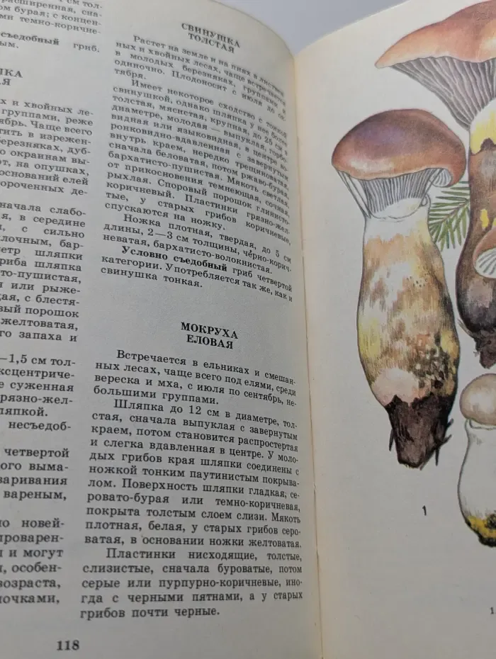 Грибы