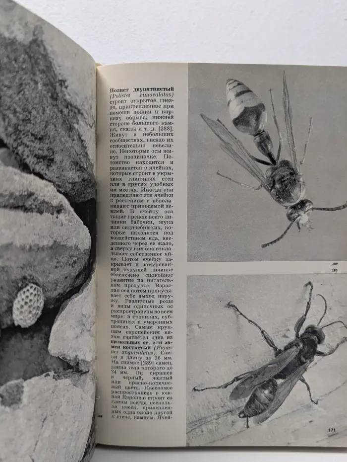 Иллюстрированная энциклопедия насекомых