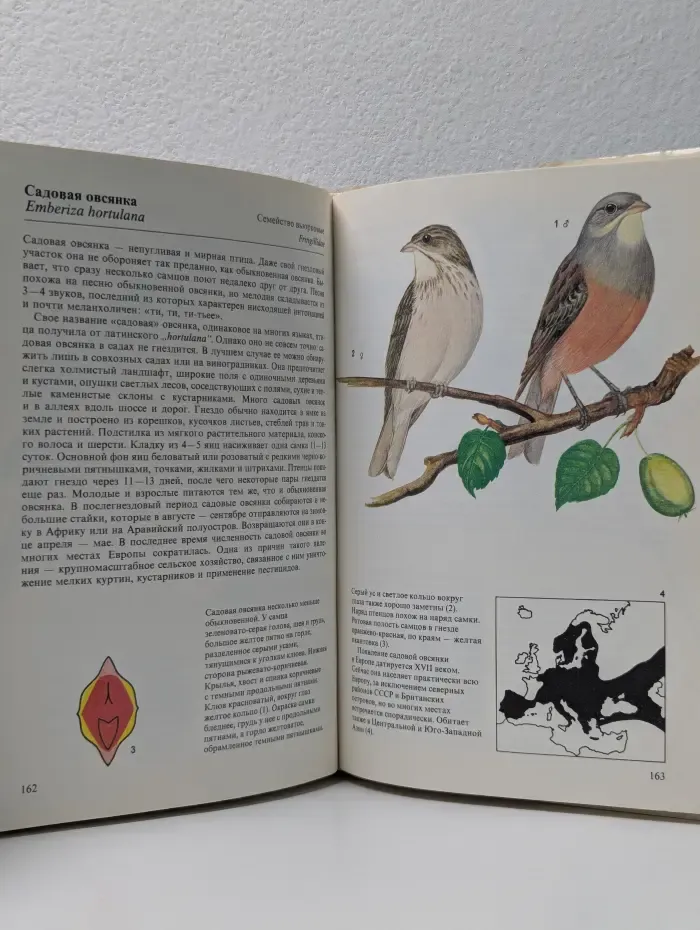 Певчие птицы