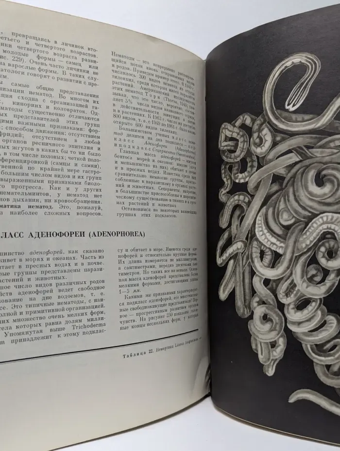 Жизнь животных. В 6 томах. Том 1. Беспозвоночные