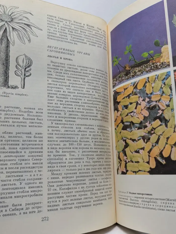 Жизнь растений. В 6 томах. Том 4. Мхи. Плауны. Хвощи