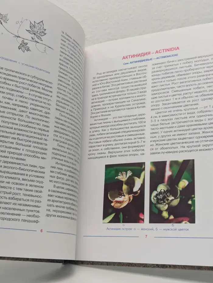 Ландшафтный дизайн. Вьющиеся растения в дизайне сада