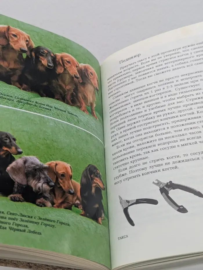 Dog-Профи. Такса