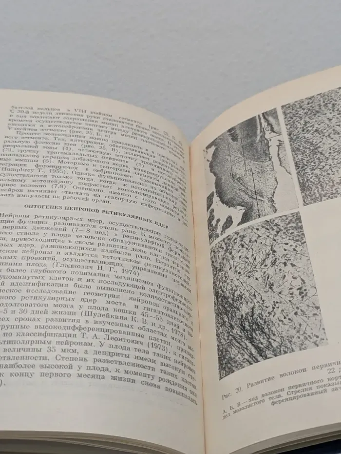 Системогенез