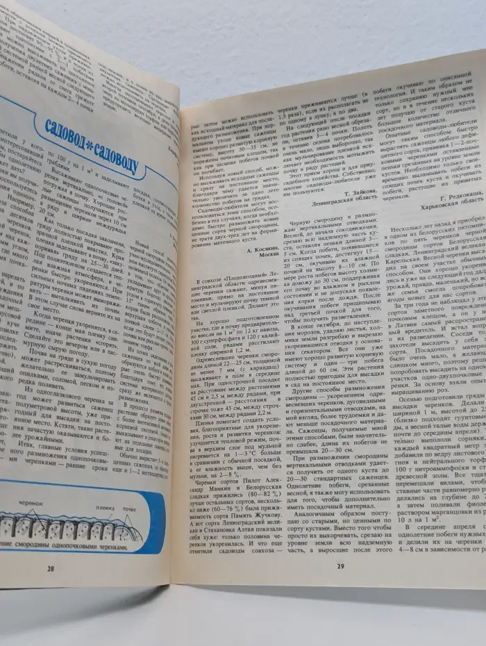 Приусадебное хозяйство. Старожил русского сада