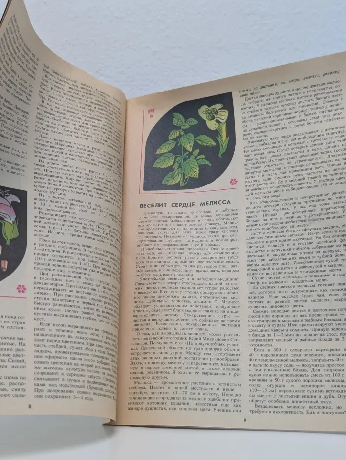 Приусадебное хозяйство.. Травы-приправы