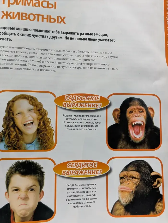 Собери и познай человеческое тело. Выпуск № 6/2010