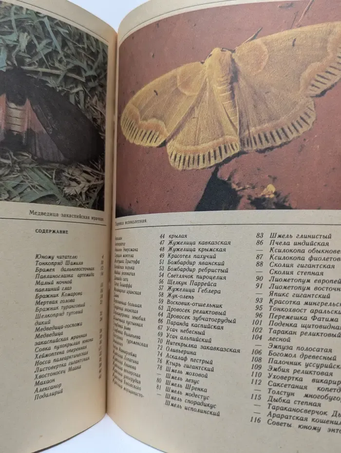 Насекомые Красной книги СССР