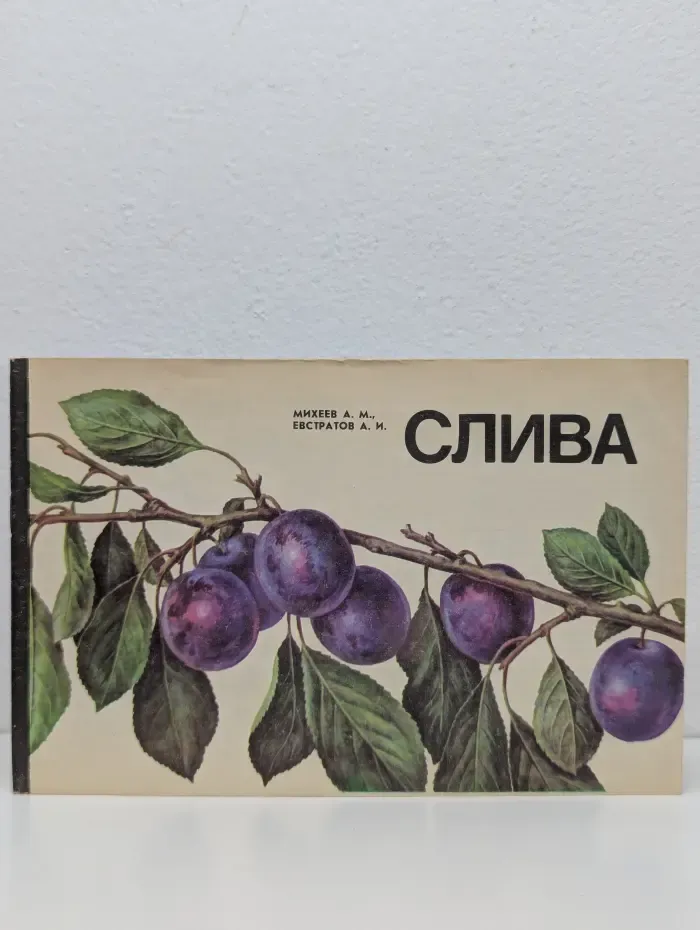 Слива