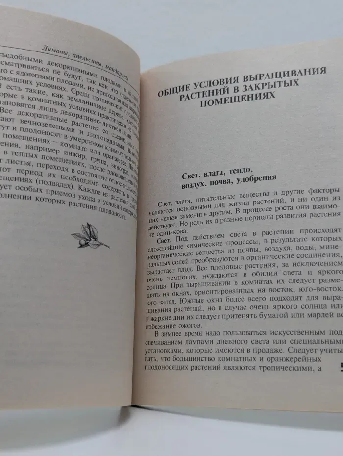Растения в доме. Лимоны, апельсины, мандарины