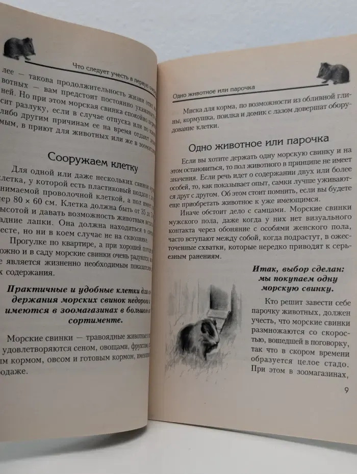 Морские свинки