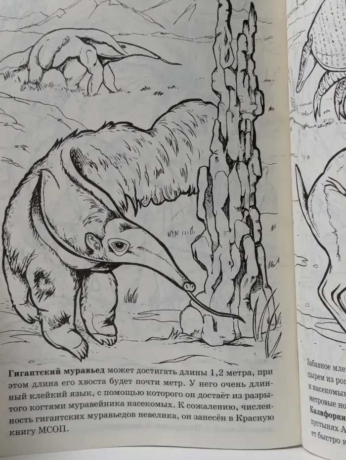 Дикие животные Америки. Раскраска