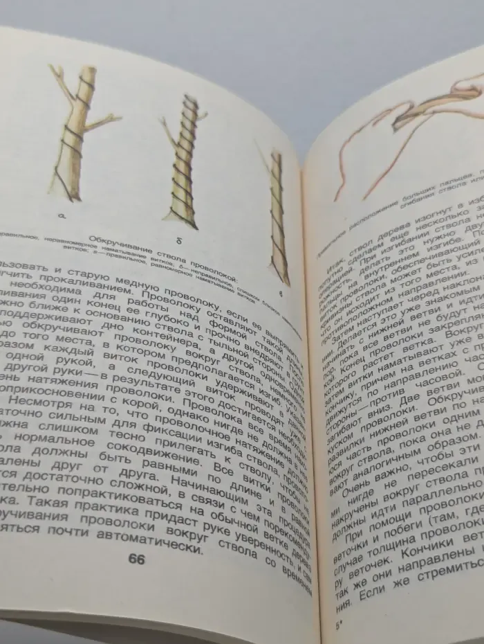 Культура бонсай. Выращивание карликовых деревьев
